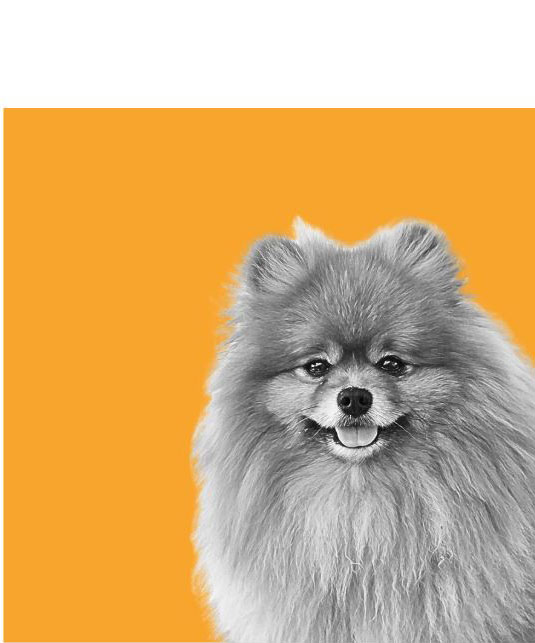 Winston, PixelPizza's Pomeranian
